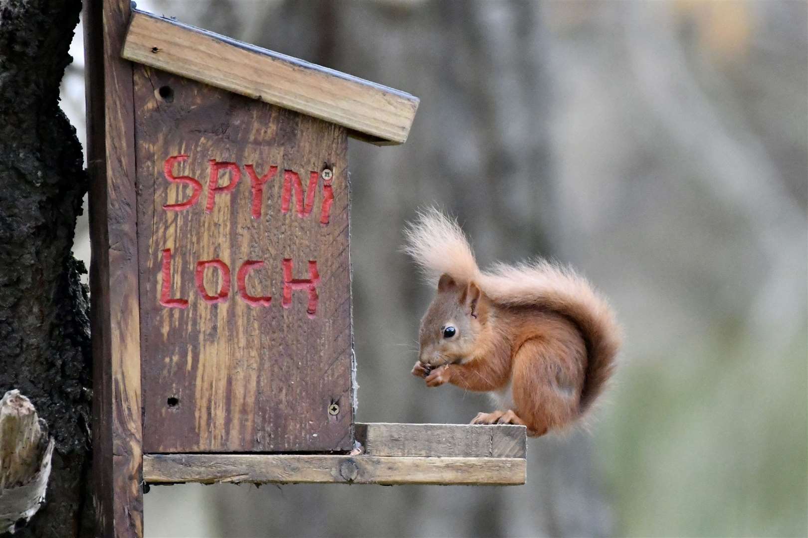 A red squirrel enjoys a feast at a Loch Spynie feeder. Picture: Hazel Thomson.
