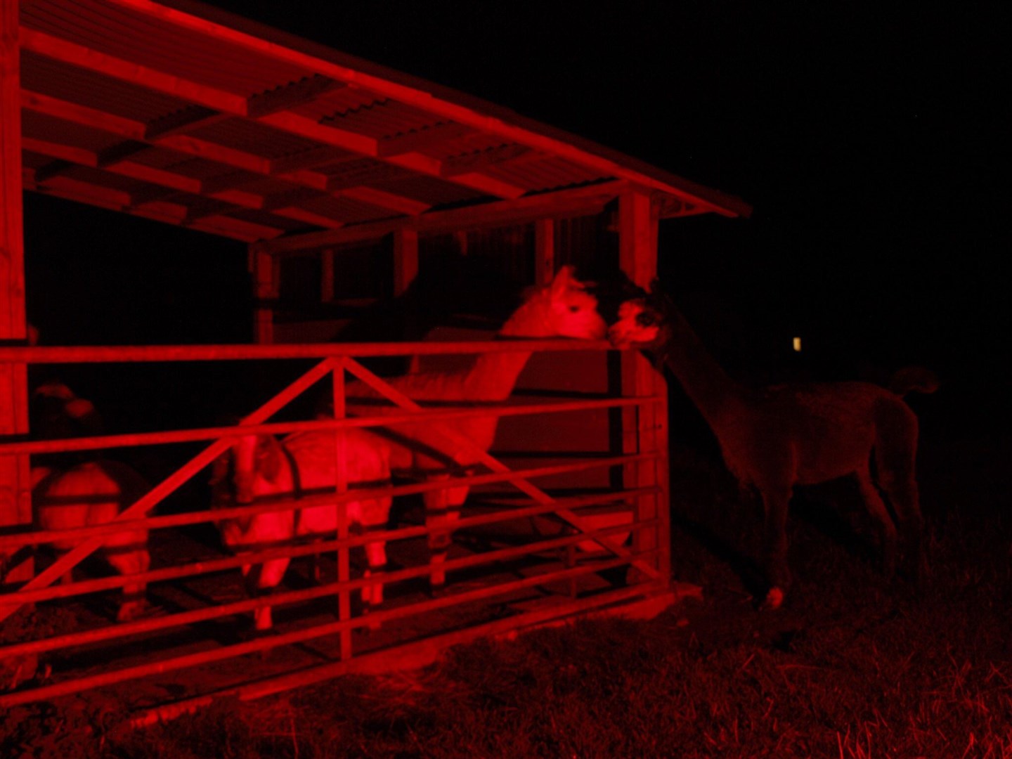 Elchies of Speyside farm lit up red last year.