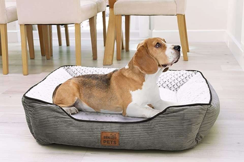 A comfy bed is just one of the ways to make your pup fell at home with a sitter while you're away on holiday.