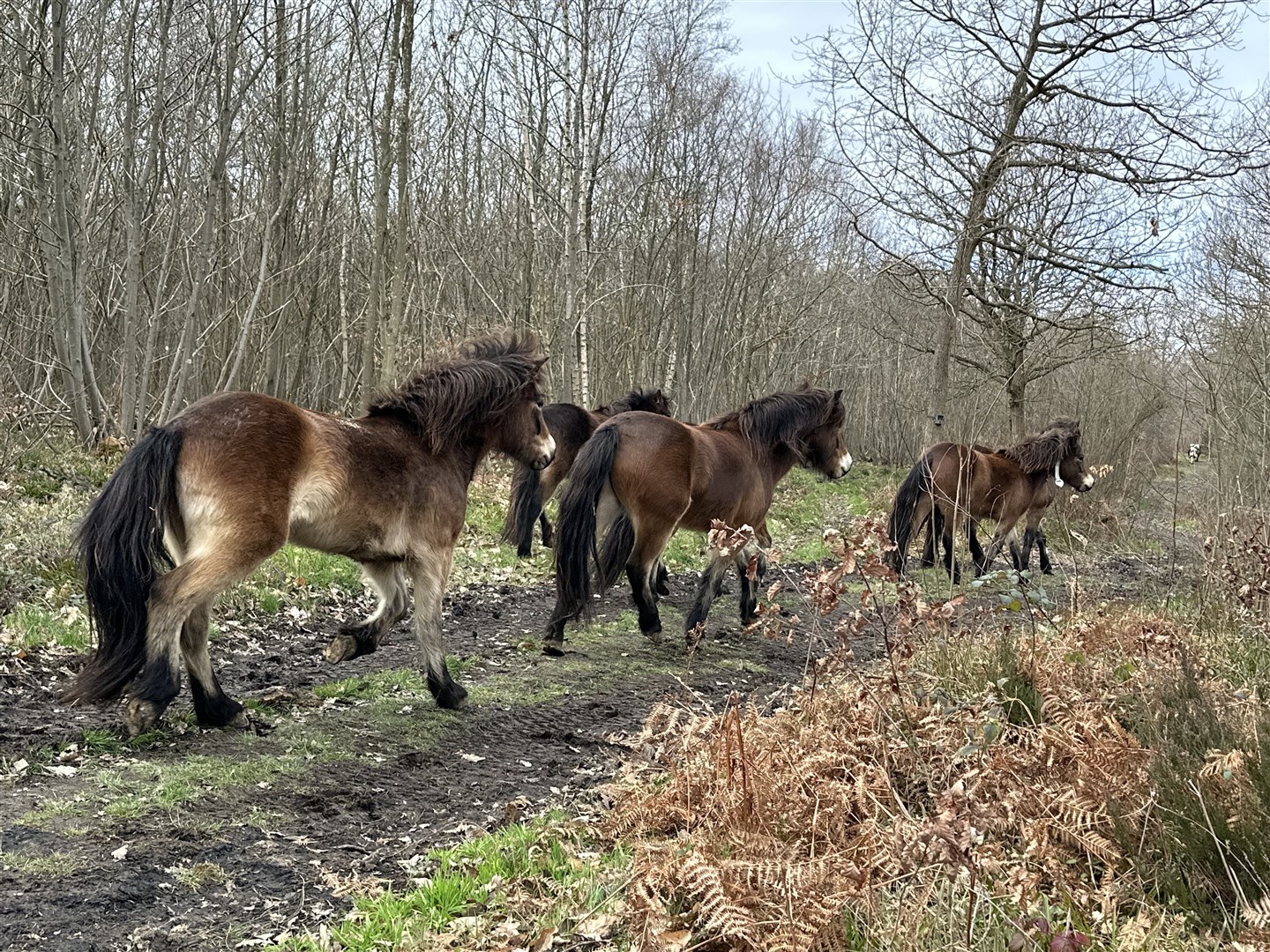 Exmoor ponies create space for other species in grassy and scrubby areas (Wilder Blean Project/PA)