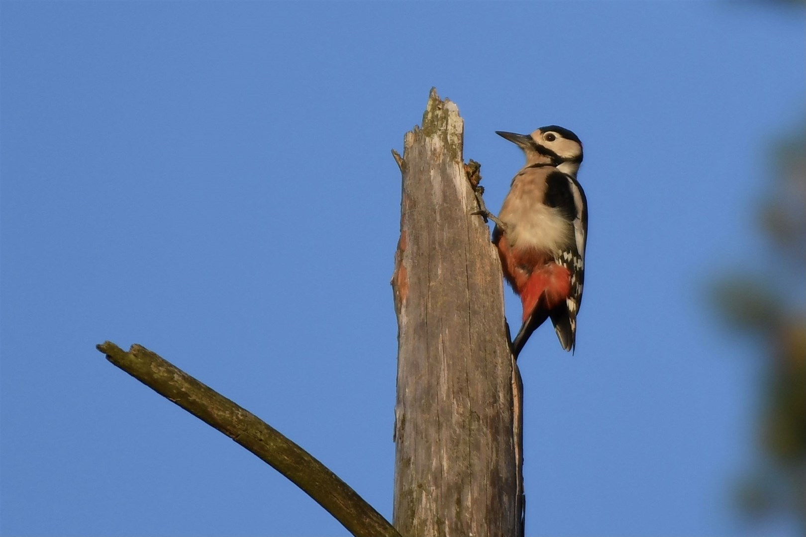 Reader Hazel Thomson noticed this spotted woodpecker while on a walk through Spynie Bird Hide.