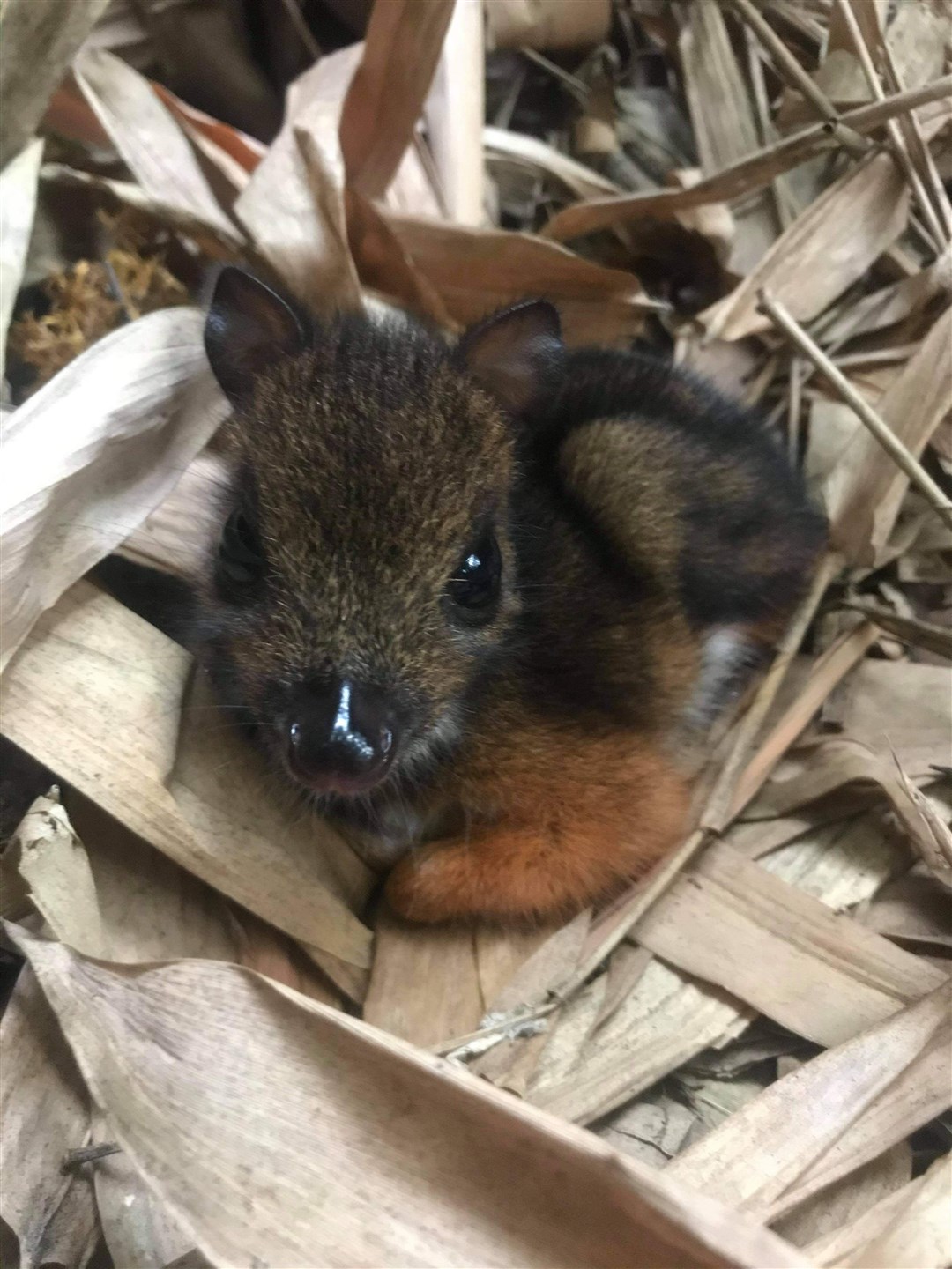 A Javan chevrotain mouse deer fawn, born in the last month at Marwell Zoo (Handout/PA)