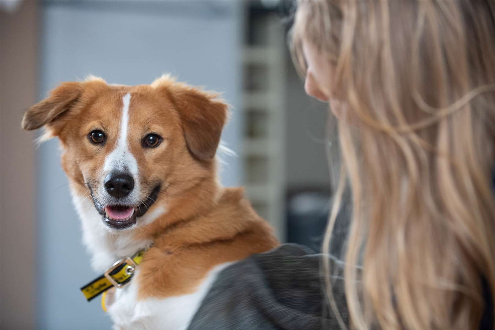 Le Dogs Trust offre une multitude de conseils pour aider les propriétaires à préparer leurs chiens pour faciliter leur verrouillage.  Photo: Clive Tagg