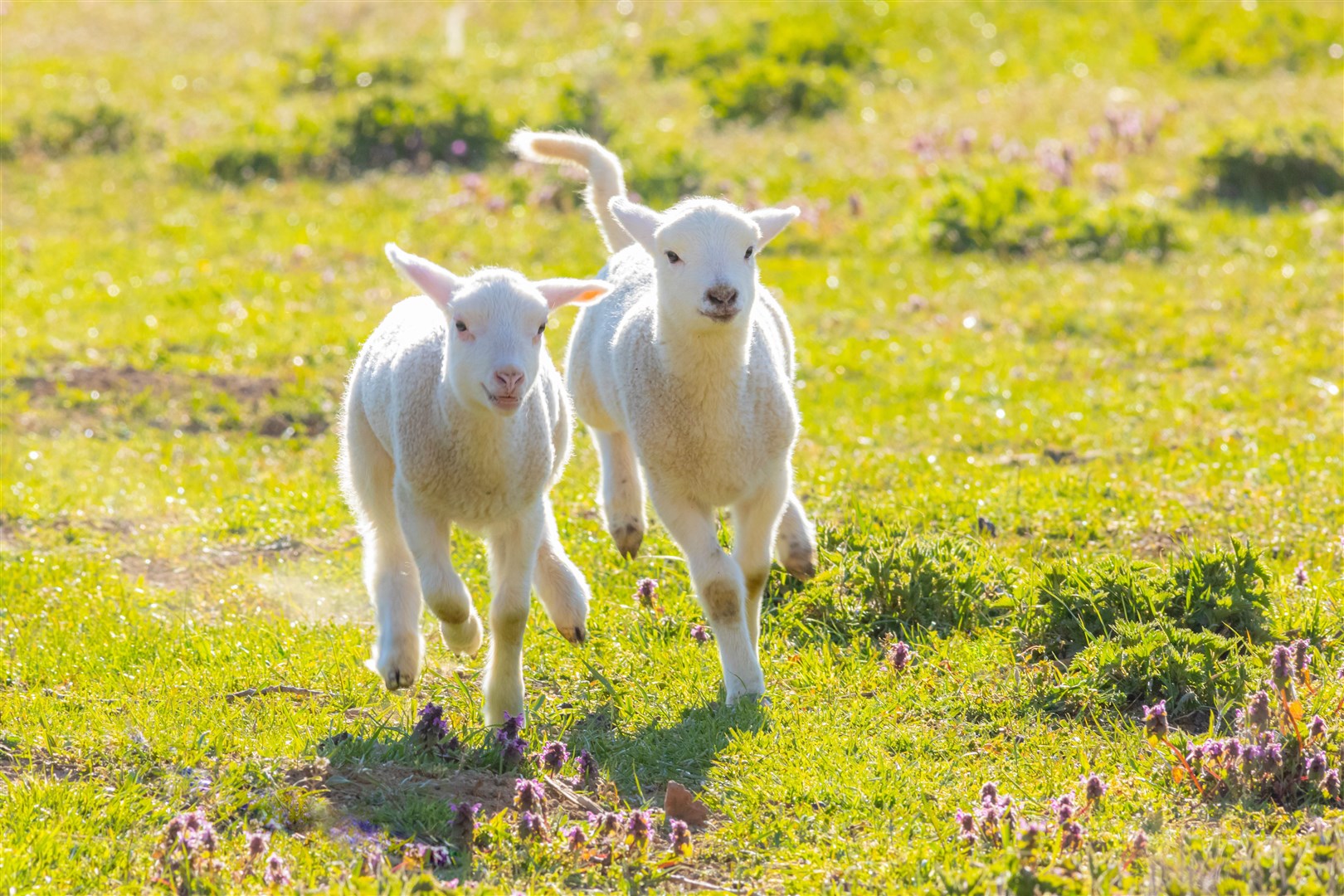 A pair of cute lambs running on fresh spring pasture