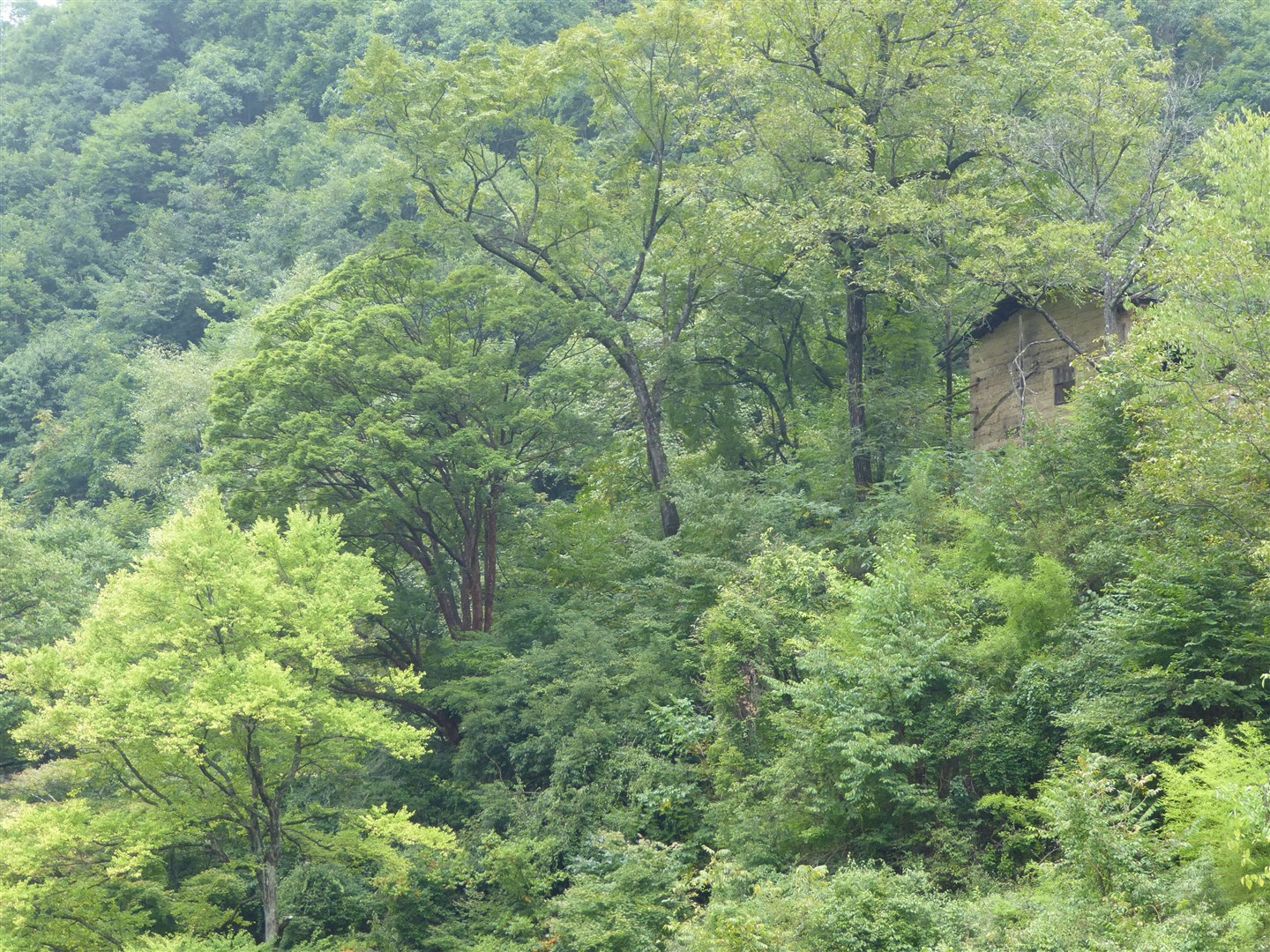 The endangered Acer griseum, the paperbark maple, in the wild in China (Anthony S. Aiello)