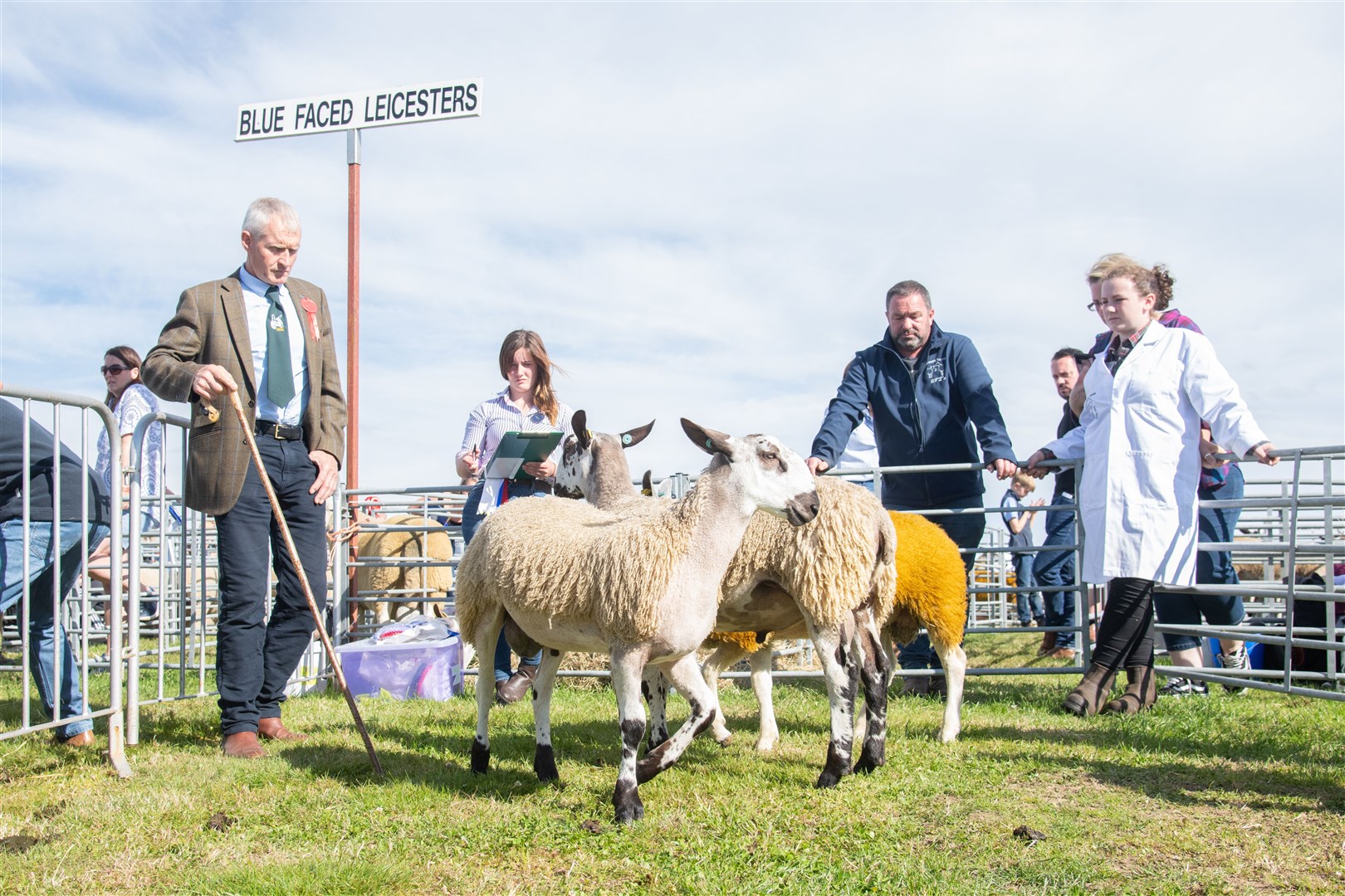 Sheep judging...Keith Show 2022 Monday...Picture: Daniel Forsyth..