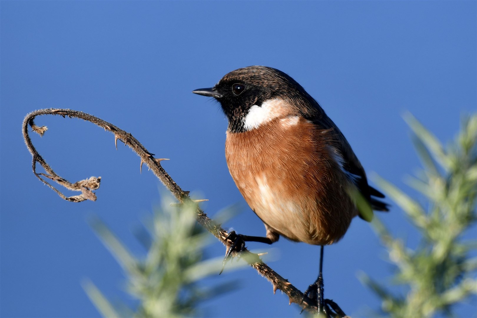 Hazel Thomson spotted this stonechat in Burghead while walking along the shore.