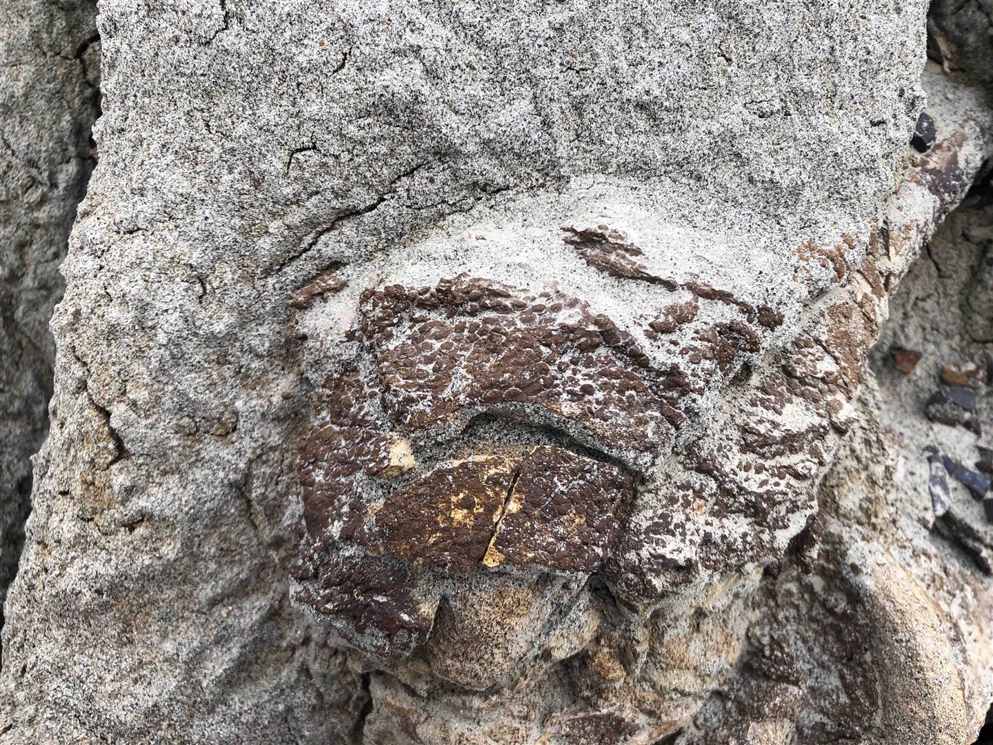 Close-up detail of fossilised skin (Royal Tyrrell Museum of Palaeontology/PA)