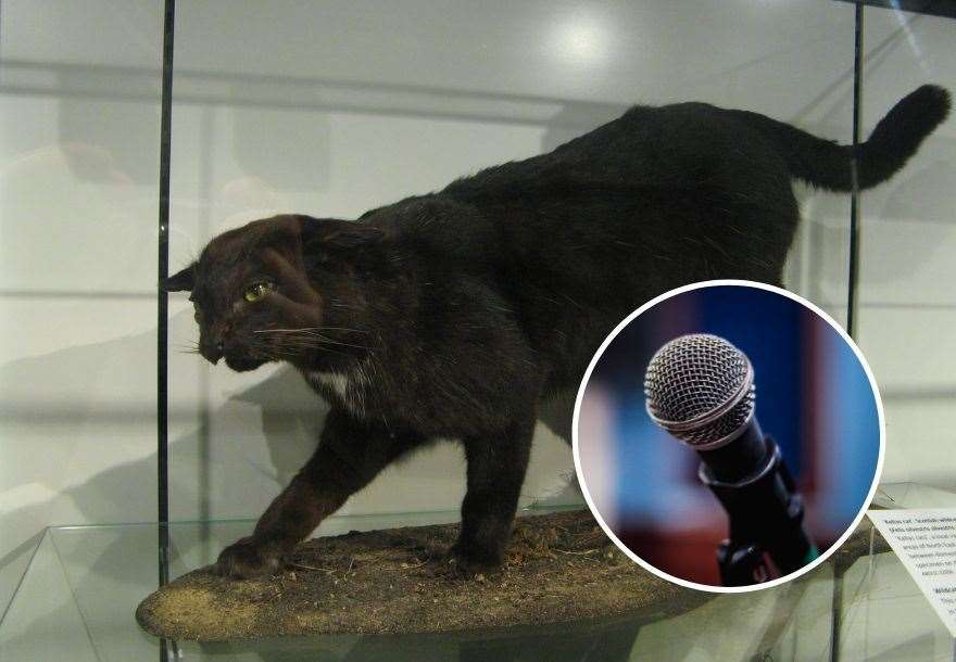 A Kellas cat on display at the University of Aberdeen, which was found in Aberdeenshire...Picture: Sagaciousphil