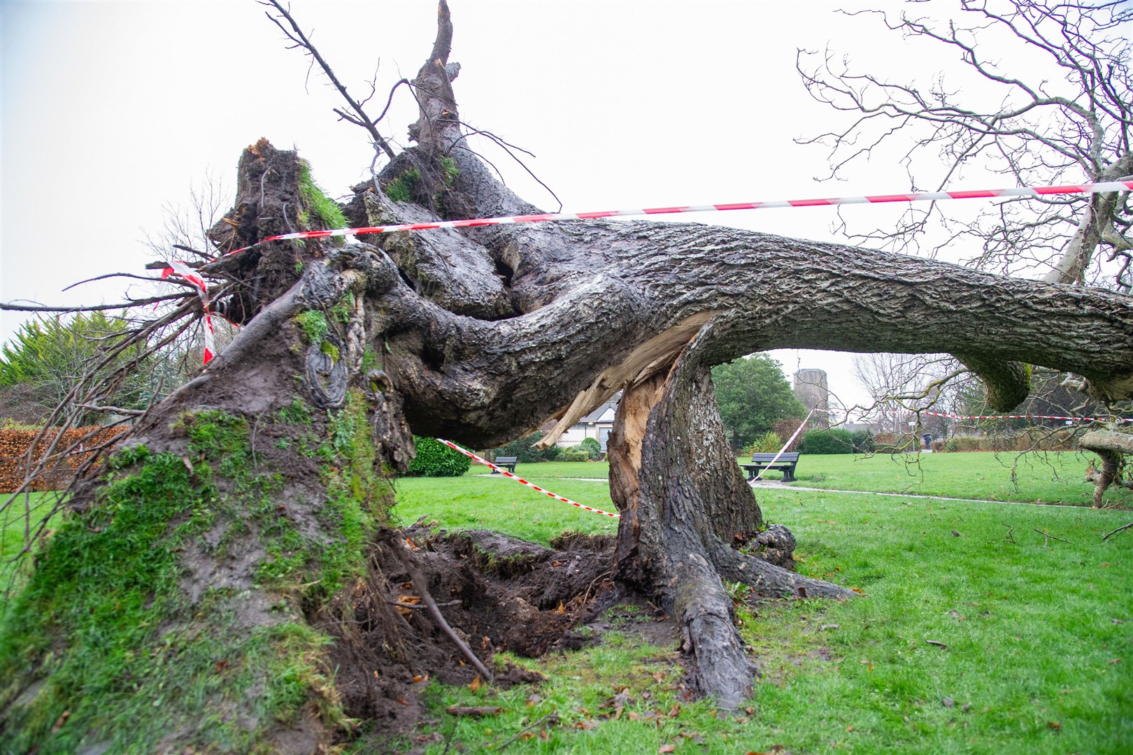 A walnut tree in the centre of Cooper Park, near Grant Lodge, was blown down by high winds during Storm Arwen... Picture: Daniel Forsyth