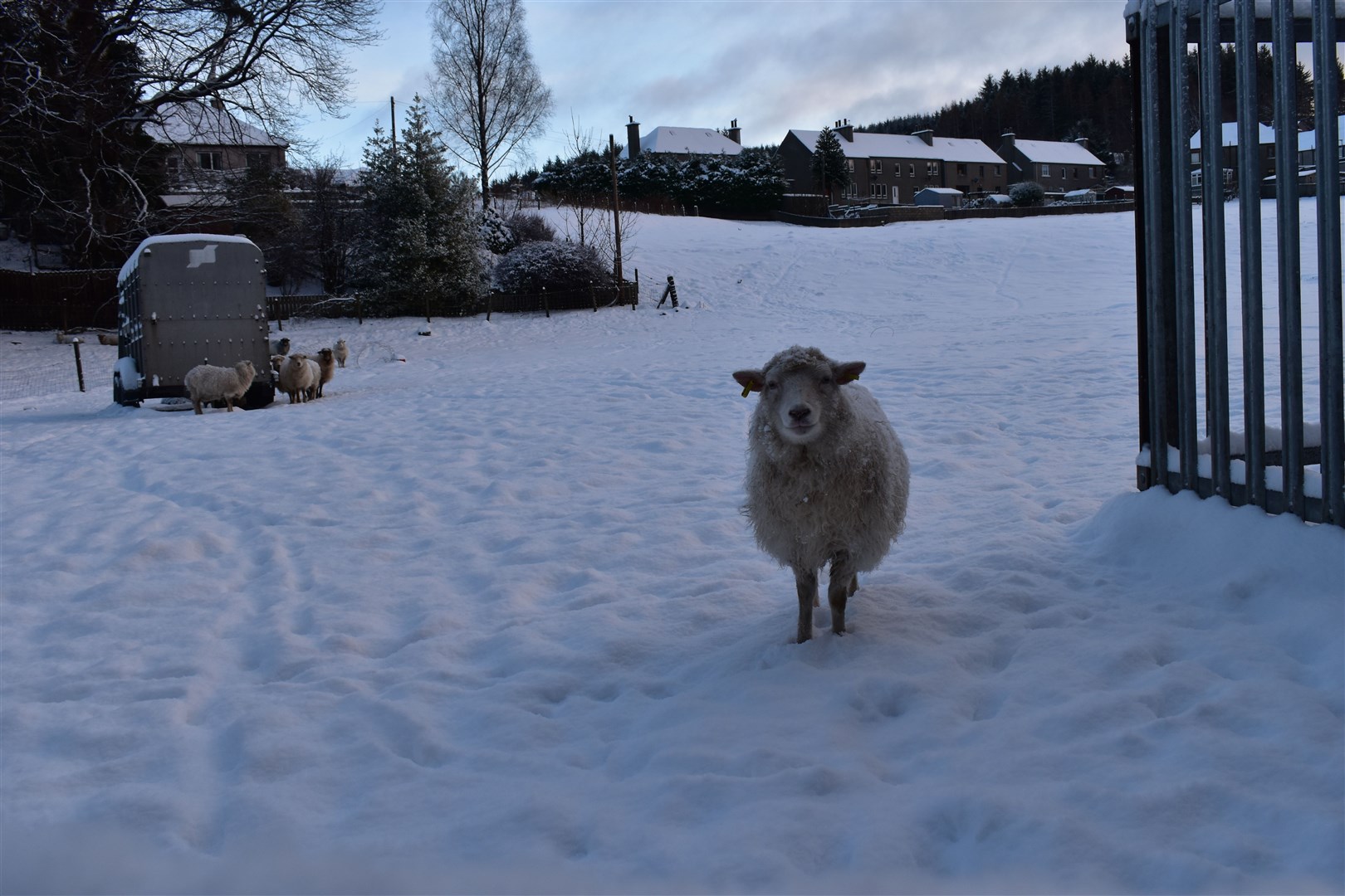 Some hardy locals in Aberlour met the snow with a smile.
