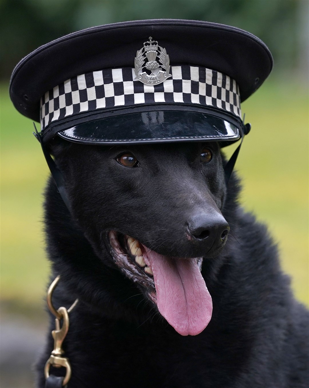 Nine-year-old police dog Remo was delighted to try on his handler’s hat during a presentation at Tulliallan Police College, Fife, in March (Andrew Milligan/PA)