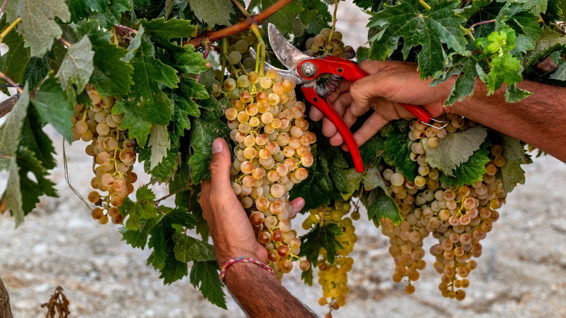 Grapes are harvested at Jerez de la Frontera.Picture: Steve McCurry