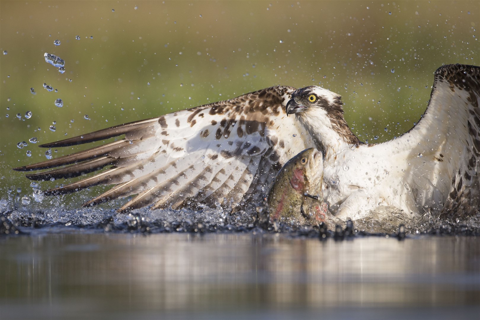 An osprey fishing at dawn in the Cairngorms National Park. Picture: SCOTLAND: The Big Picture.