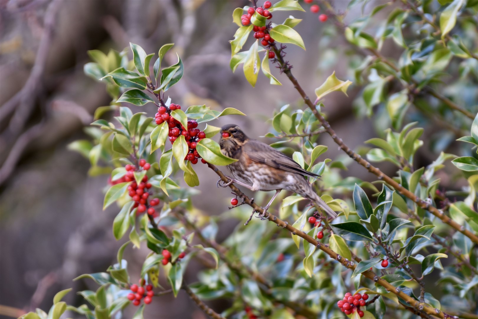 Hazel Thomson took these pictures of redwings enjoying berries on a tree in Elgin.