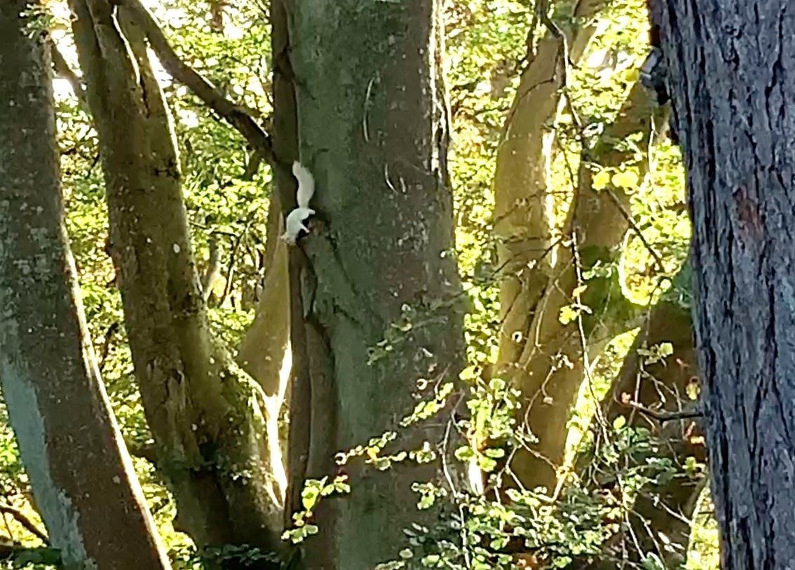 A white red squirrel has been spotted in a north-east location.