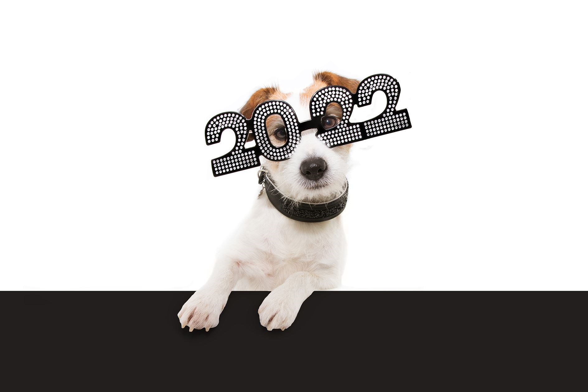 You'd be barking made to not celebrate the start of a new year.