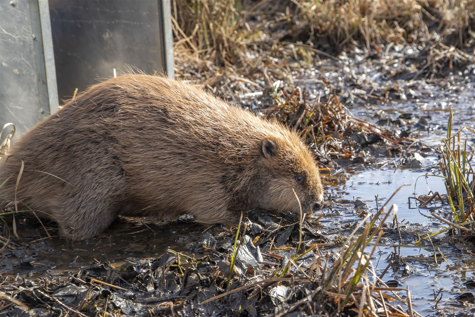 A young beaver being released.