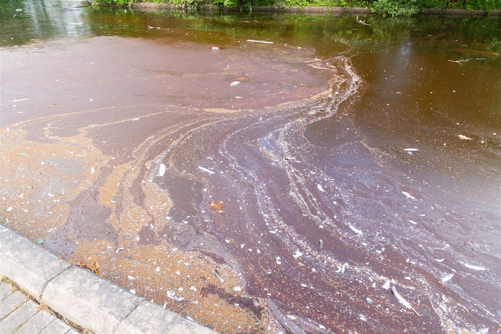 Moray Council have issued warnings for blue-green algal bloom around Cooper Park pond in Elgin...Picture: Beth Taylor.