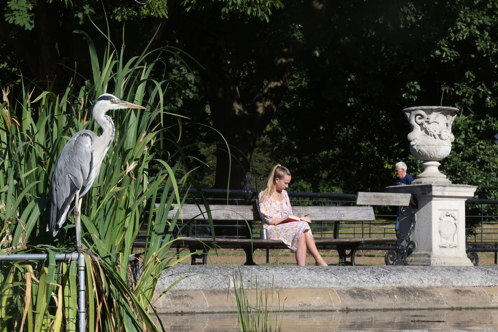 A woman sits on a park bench reading as a heron takes shade near the fountain in Kensington Gardens, south London (James Manning/PA)