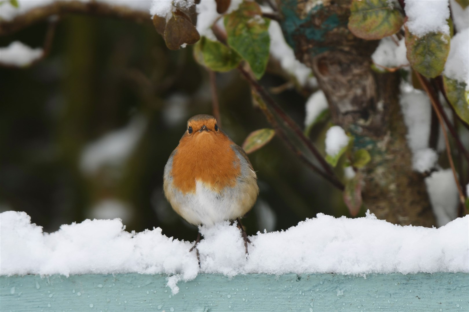 Hazel Thomson sent in these pictures of a robin taken in her Elgin garden.