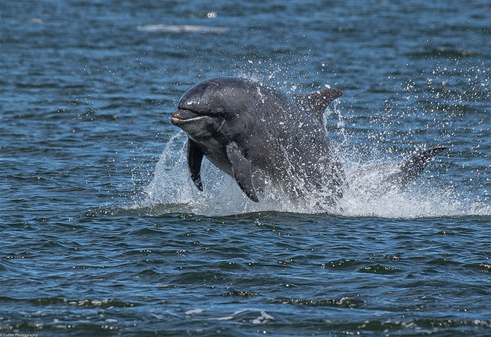 Scotland's first dolphin and porpoise conservation strategy has been launched