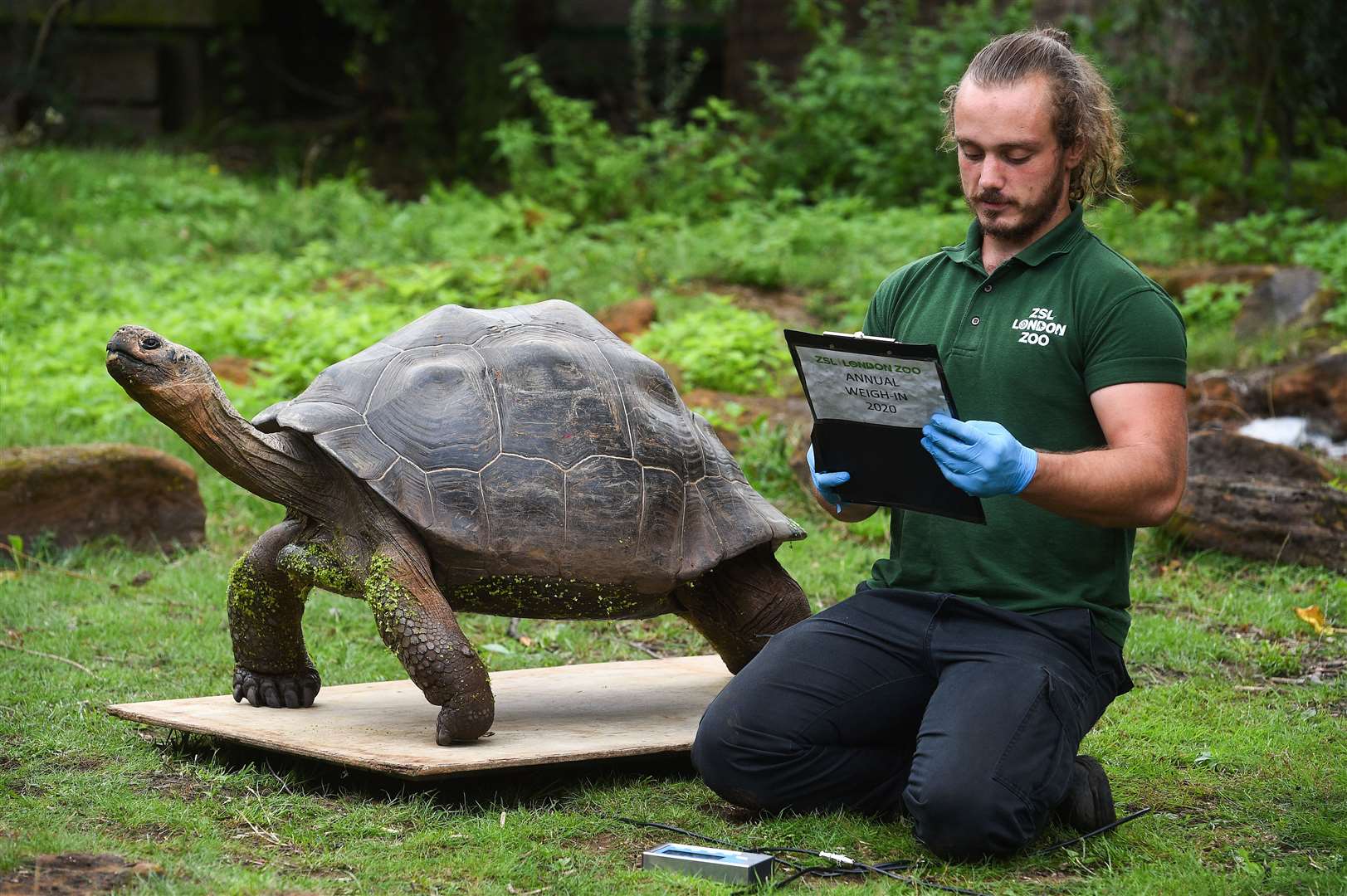 Polly the Galapagos giant tortoise was weighed by keeper Joe Capon (Kirsty O’Connor/PA)