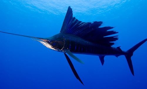 Pete could encounter sailfish (pictured) and swordfish in the Red Sea.