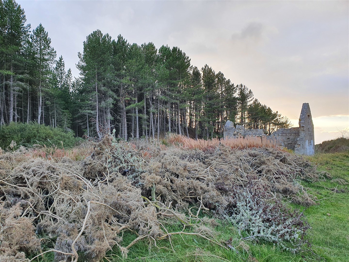 Campaigners say large quantities of weedkiller has been used to clear gorse bushes for a new path.
