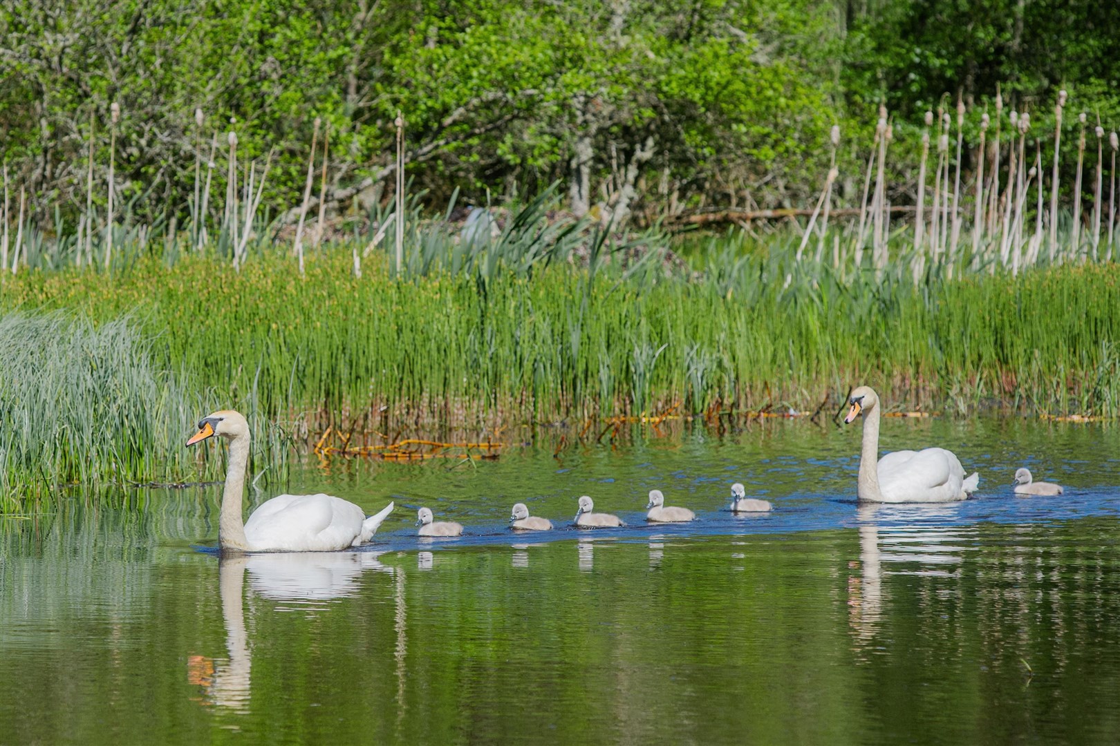 A family of swans with six cygnets swim in the loch at Sandquhar, Forres...Picture: Daniel Forsyth..