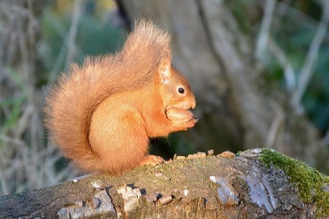 This squirrel was spotted at Spynie Loch by reader Hazel Thomson, enjoying an apple.