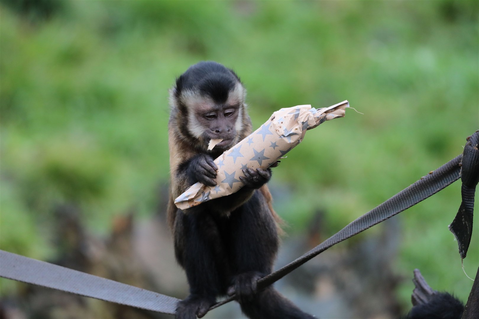 The monkeys at Edinburgh Zoo have been receiving Christmas crackers full of tasty festive treats (Edinburgh Zoo)