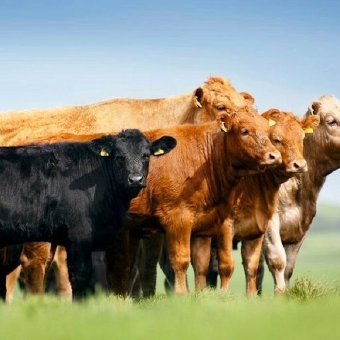 The cattle sector is worth £2.8 billion to the economy