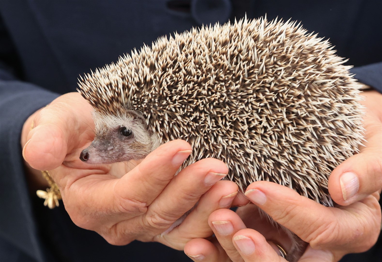 The study found that 25% of hedgehog mortalities in the UK were due to roads (Chris Jackson/PA)
