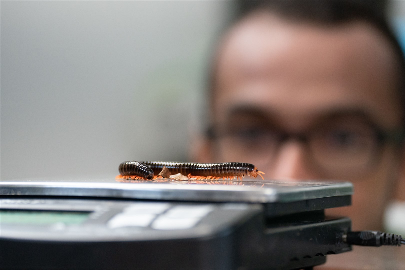 A millipede named Tina is weighed by keeper Elliott Rose (Joe Giddens/PA)