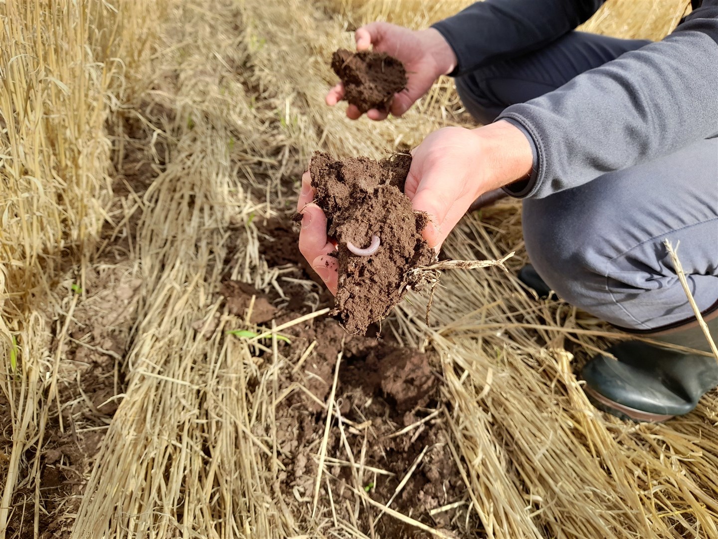 All five farmers agreed that focusing on good crop rotations was key to improving soil health and managing grass weeds