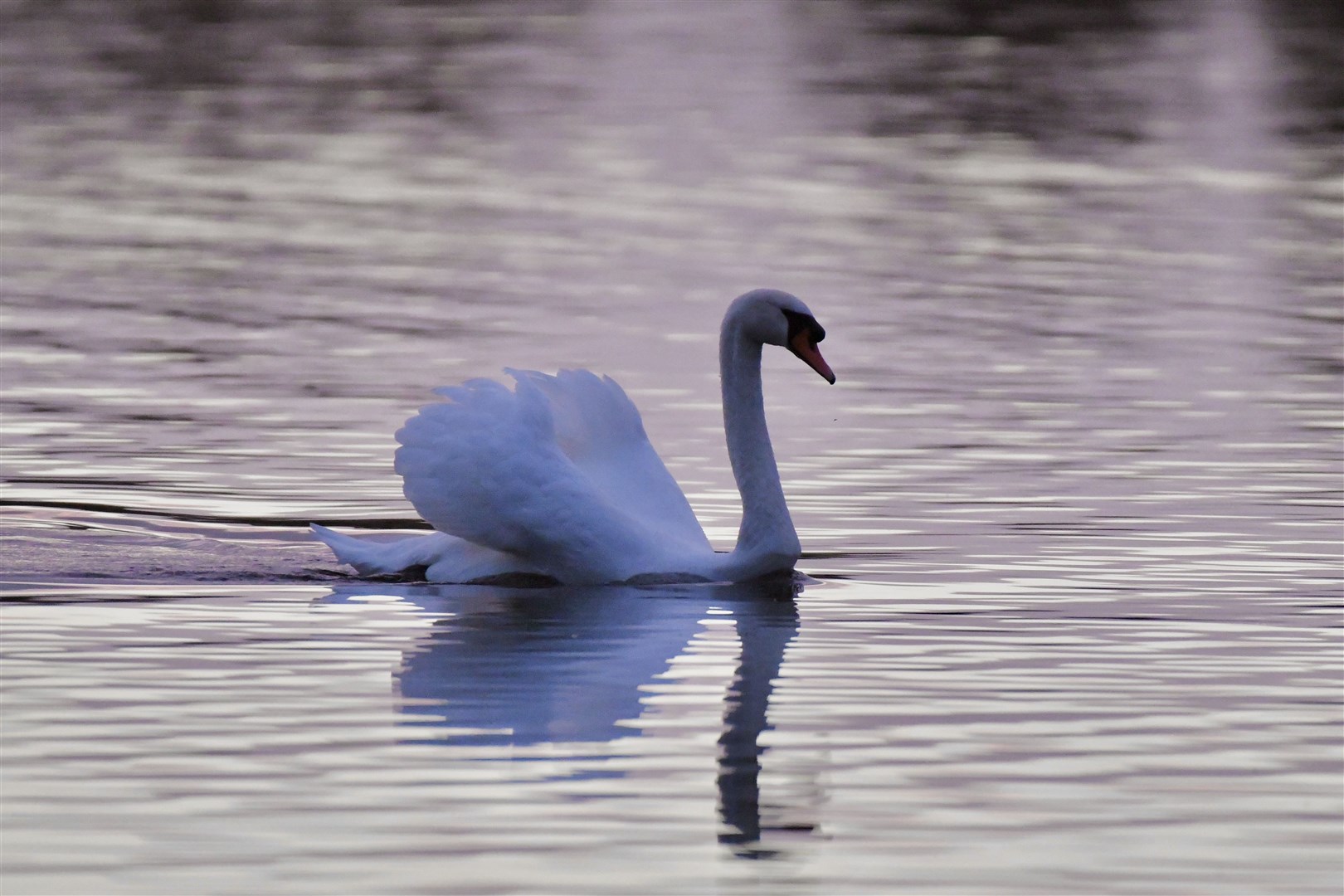 Hazel Thomson, from Elgin, took this photo of a swan on Spynie Loch.