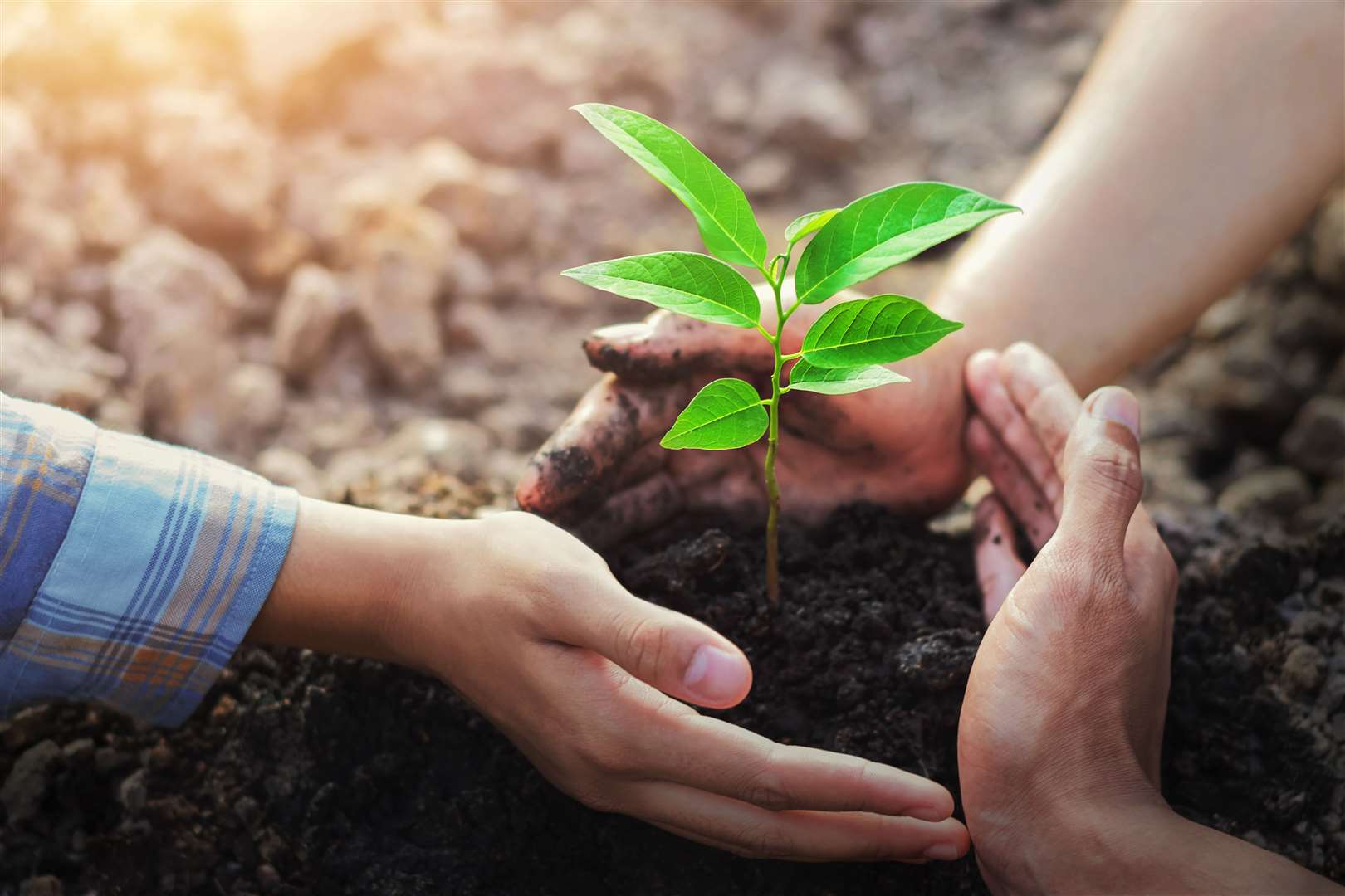 Office Angels has smashed its target of planting 2021 trees by the end of 2021 in a collaboration with Trees For Life.