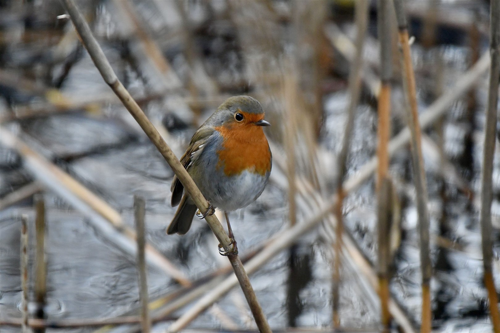 Reader Hazel Thomson snapped this robin catching bugs at Spynie Bird Hide.