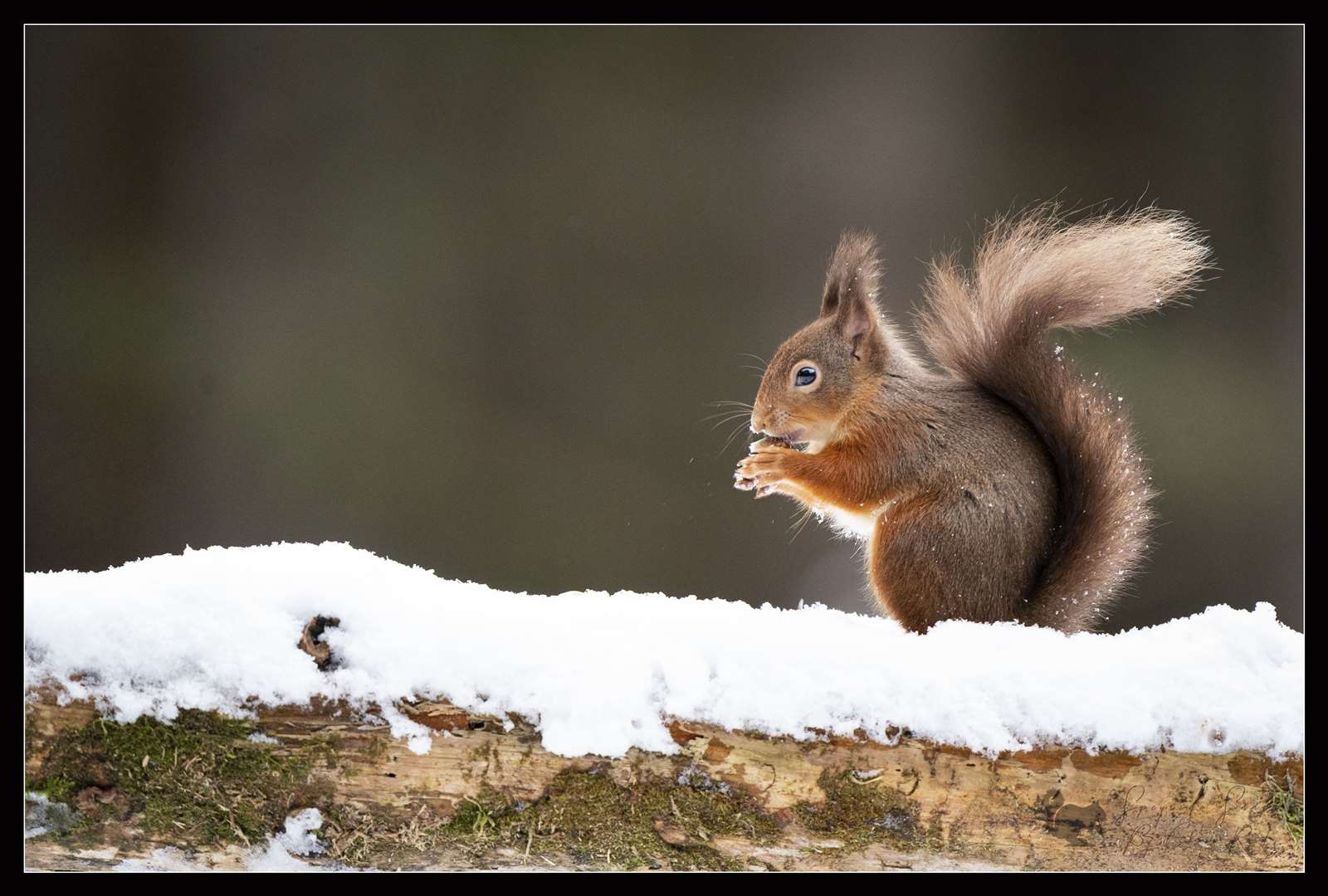 This squirrel was caught enjoying the snow by Christopher Reid.