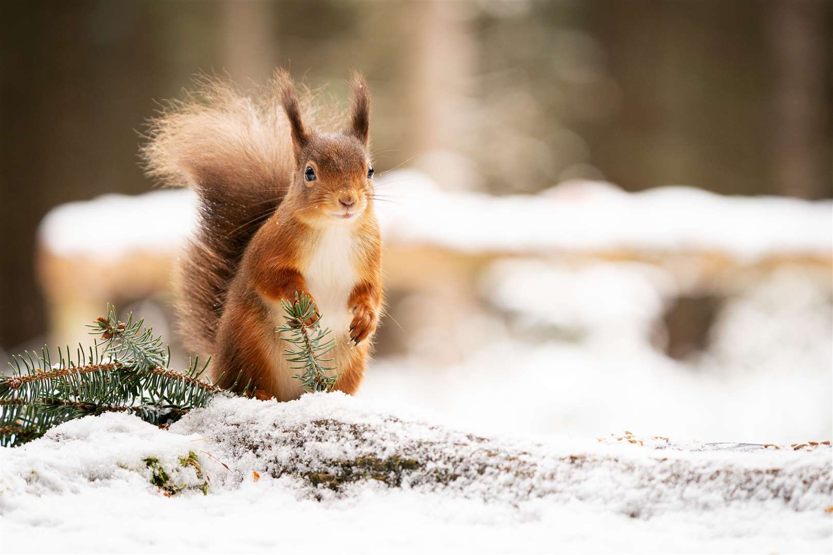 This squirrel was caught enjoying the snow by Christopher Reid.