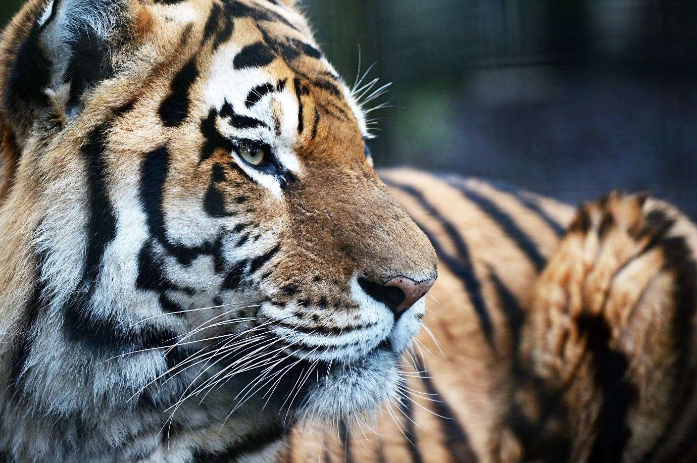 There are just 500 Amur tigers in the wild.