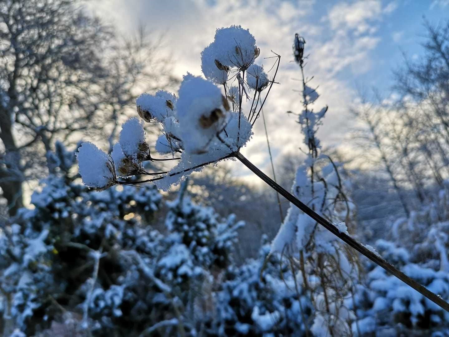 Lynn Alsamarraie sent this picture of a flower in the snow.