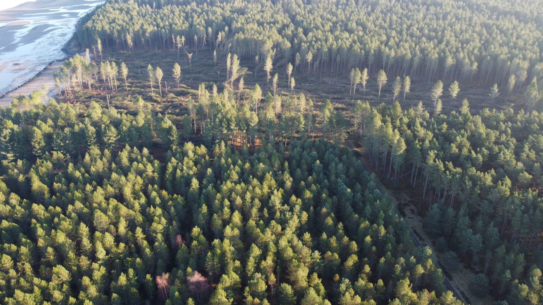 Adaptive techniques include planting a greater mix of tree species and planting trees at different stages of a forest's development to help dissipate wind gusts.