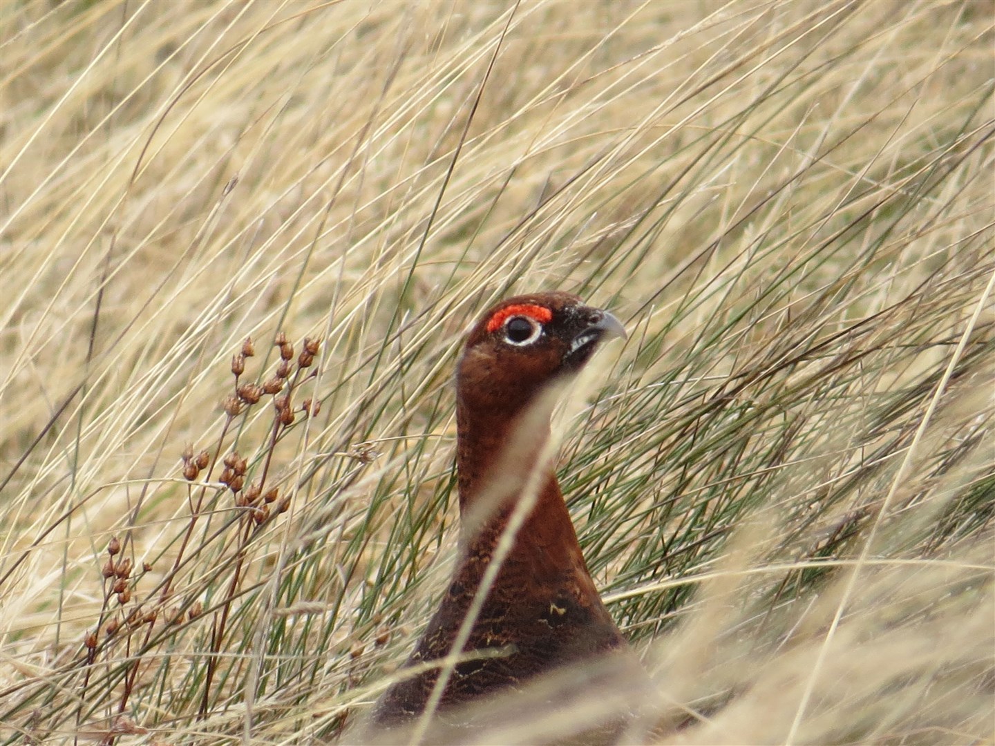 The Red Grouse was taken at Broubster, trying to hide from me.