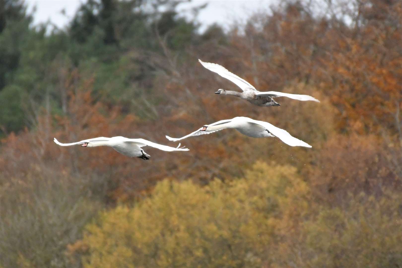 Mute swans in flight over Loch Spynie. Picture: Hazel Thomson.