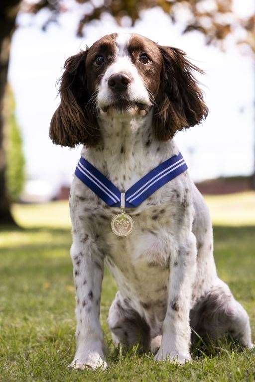 English springer spaniel Alfie with his medal.