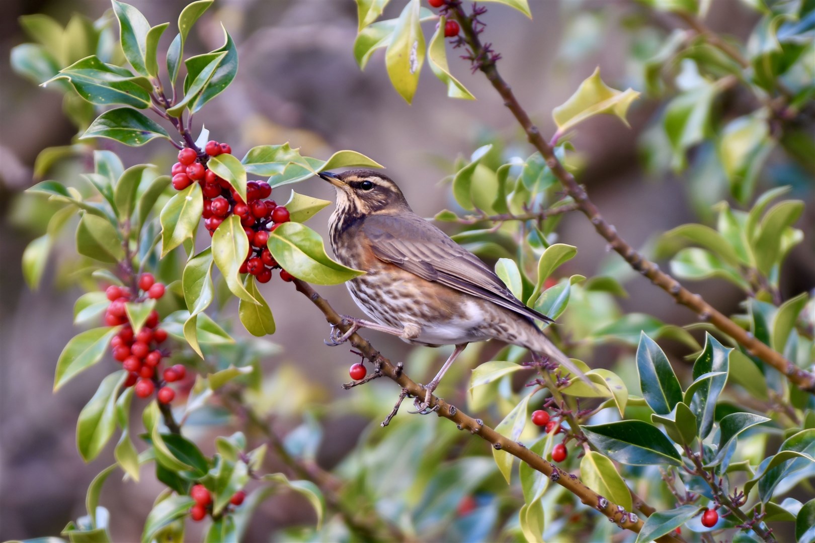 Hazel Thomson took these pictures of redwings enjoying berries on a tree in Elgin.