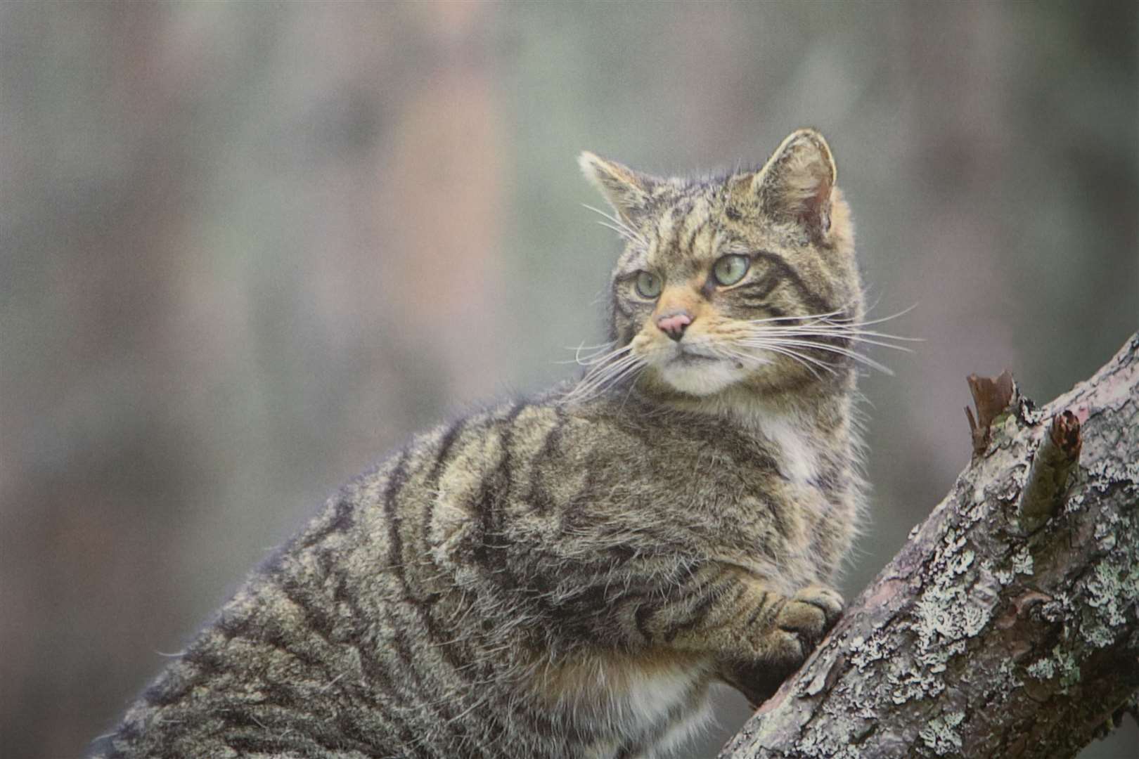 The Cairngorms National Park Authority planning committee has approved a new Scottish wildcat facility at the Highland Wildlife Park, Kincraig. Picture: Stewart Grant.