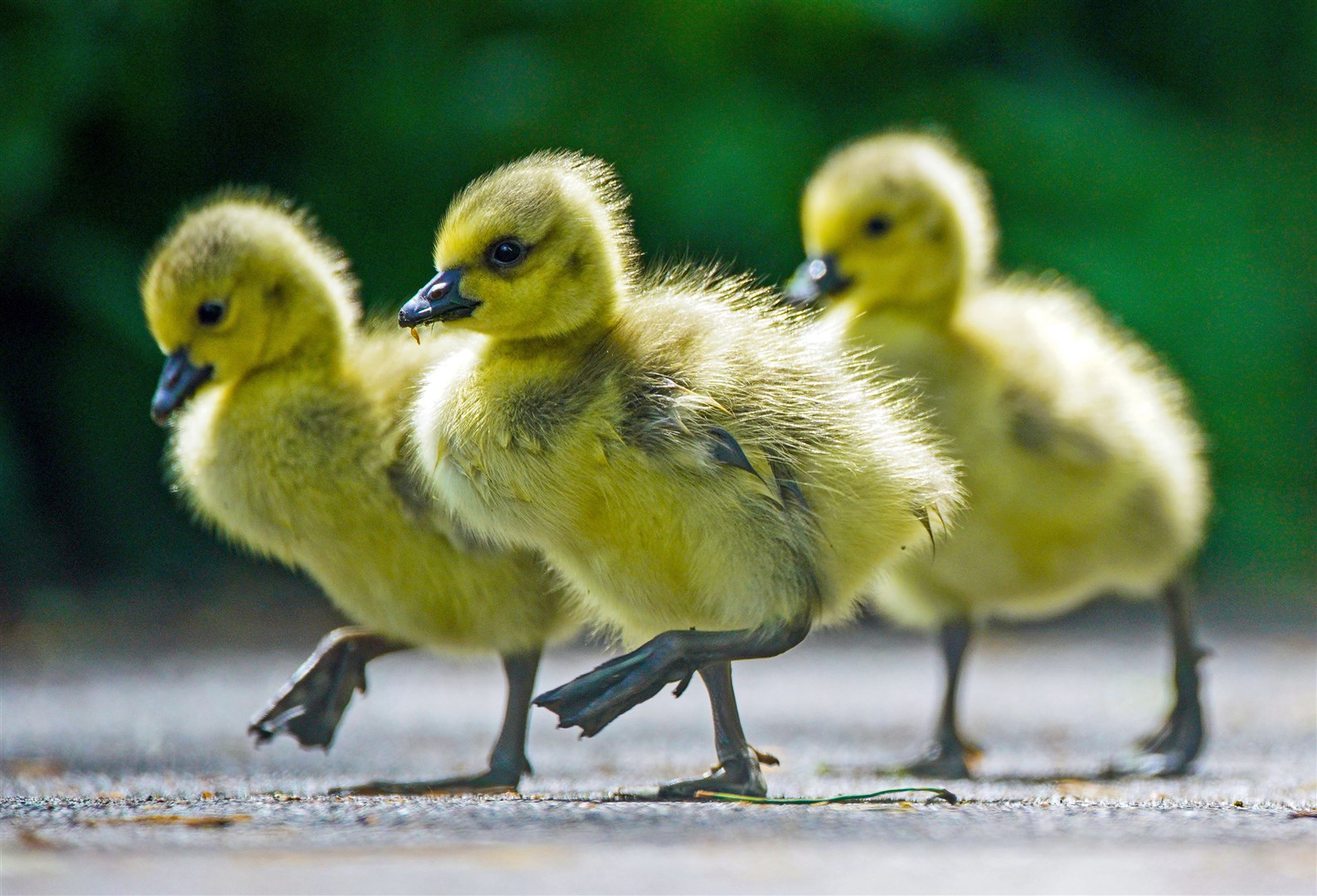 A brood of Canadian goslings cross the footpath alongside the lake at Calderstones Park, Liverpool in May (Peter Byrne/PA)
